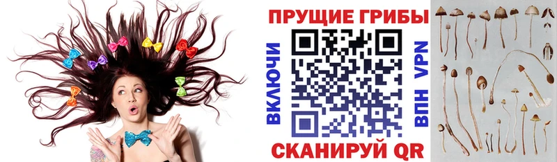 Купить  Белая Калитва  Галлюциногенные грибы Psilocybine cubensis 